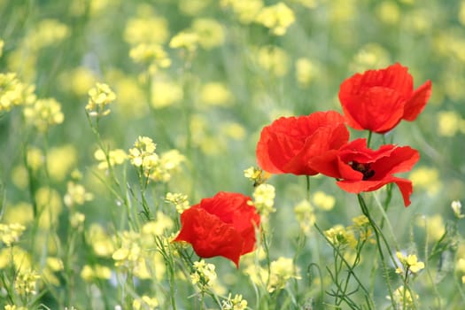 poppy flowers spring scene
