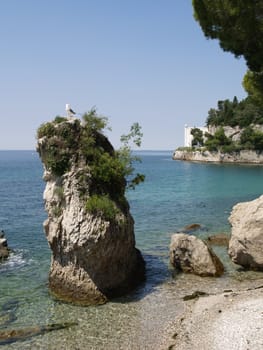 Seagull on a big rock