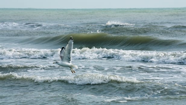 Seagull flying on a background of waves