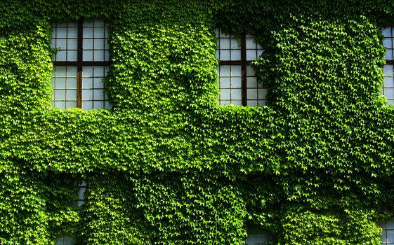 Wall of building covered with plant