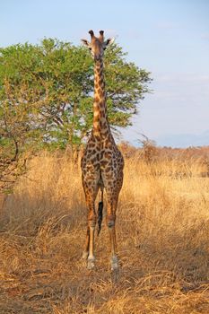 Wild Giraffe in the savannah in Mikumi, Tanzania