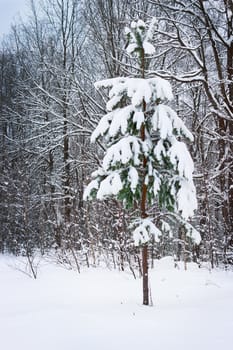 Young pine tree covered with snow in January