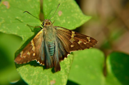 Blue and brown moth lands on morning glory vine's leaves







insect, moth, bug, bugs, insect, blue, brown