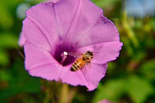 Bee collects pollen from a morning glory vine's flower