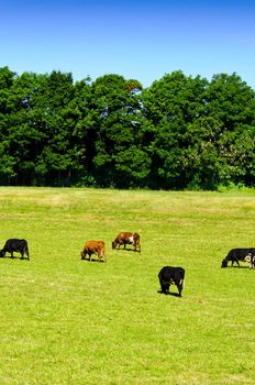 Cows on a green meadow