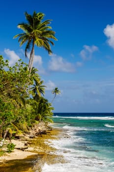 Caribbean coastline with blue water and palm trees of San Andres y Providencia, Colombia