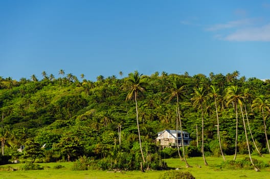 Green hill covered with palm trees in Caribbean island of San Andres, Colombia