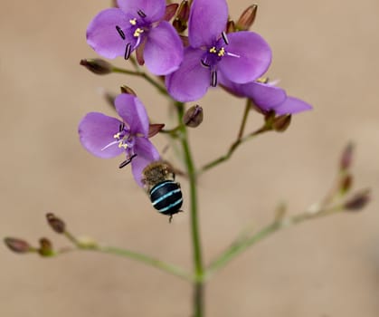 Australian purple mauve wildflower Murdannia graminea flowers and native solitary buzz bee blue banded bee Amagilla cingulata collecting pollen