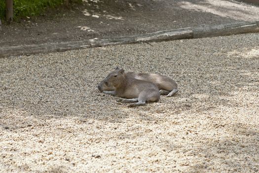 Two little capibaras lying in the shadow
