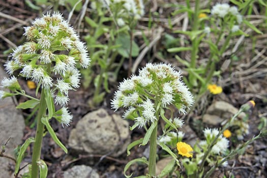 Shot of some white and yellow wild flowers