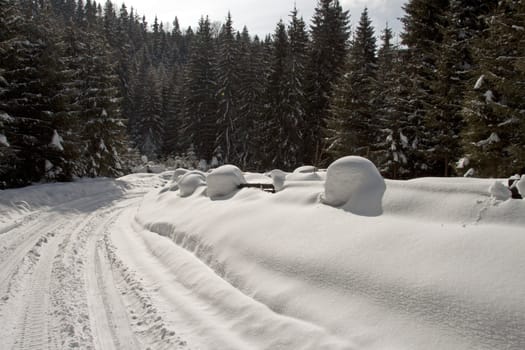 A snowy road in the winter pine forest