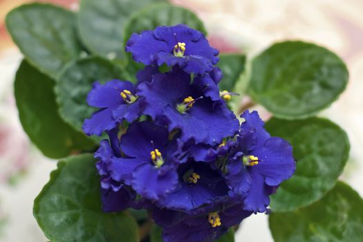Close-up of a pot purple Saintpaulia ionantha