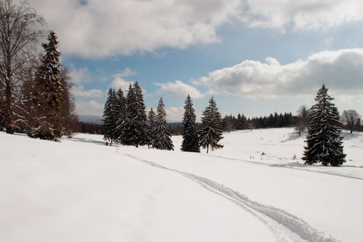 Winter landscape with a few pine trees