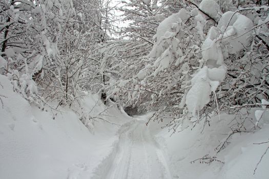 A forest path in winter with snow-covered trees