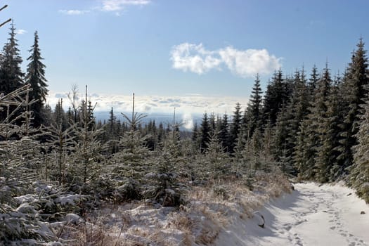Snowy pine trees in the mountains with blue skies and clouds below.