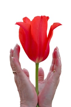 Red tulip between a woman hands isolated on white