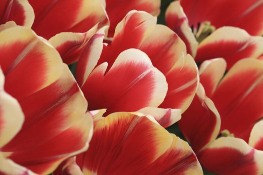 Detail of a beautiful field of Dutch red tulips.