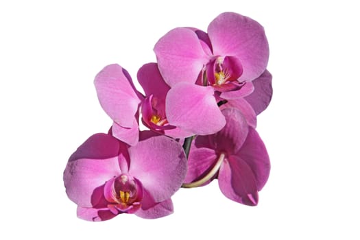 Pink orchid flowers white background