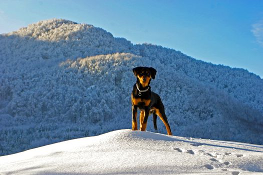Dog on hill in winter