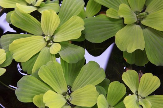 Floating plants in a pond