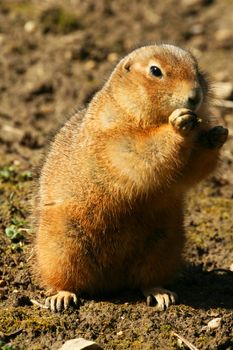 A gopher is standing and watching for food