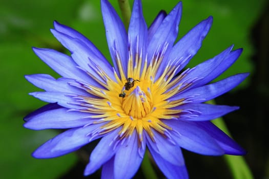 a beautiful purple lotus with the bees inside