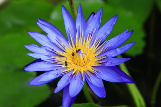 a beautiful purple lotus with the bees inside