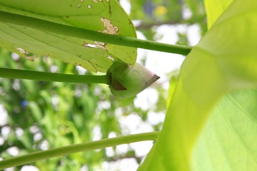 Green lotus flower, flower of buddhist