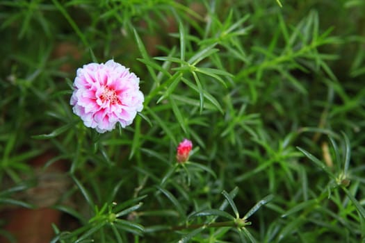 Pink Small Flower on green background