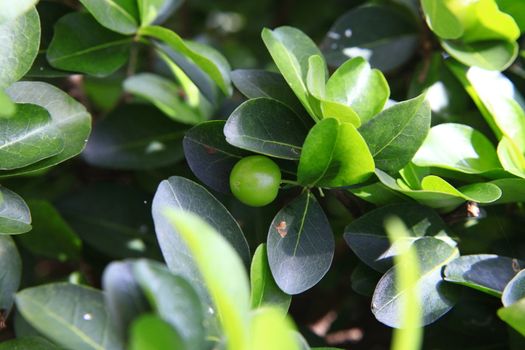 cherry tree with green berry