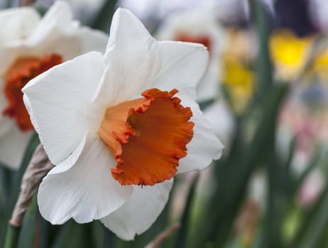 Close-up image of a daffodil in a field of flowers in spring.