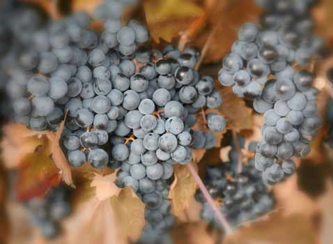 Closeup of ripe blue grapes ready for harvest Rioja, Spain. Shallow depth of fields.