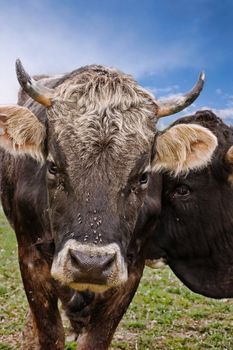 Angry looking brown cow from frontal