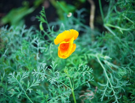 bud of yellow flower on the green grass