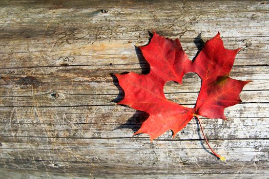 Maple-Leaf to cut the heart on the tree