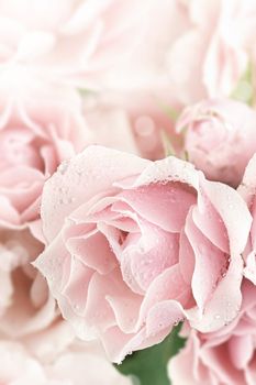 Close up of a beautiful pink tea rose. Shallow depth of field.