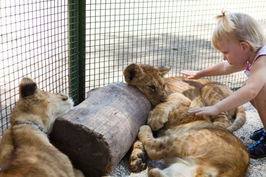 cubs of the lion and girl