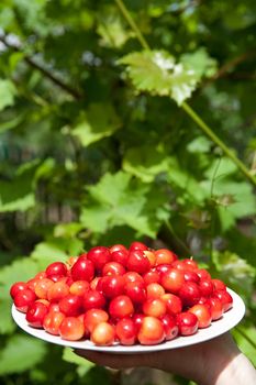 tasty cherries on the plate outdoors

