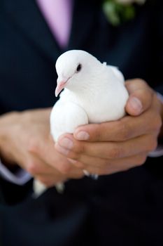 white pigeon in hands of a man