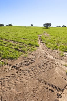 Detail of erosion in a crops field