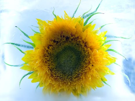 A sunflower in ice. yellow  and blue colours. Macro.  