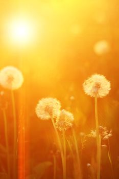 The dandelions blowballs are ready to start seeds downwind.