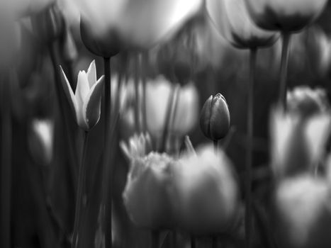 Beautiful black and white picture of tulips