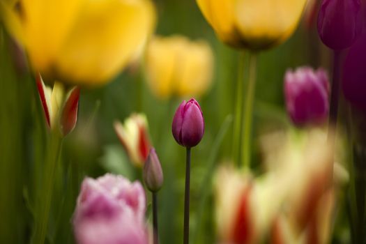 Picture of beautiful tulips on shallow deep of field