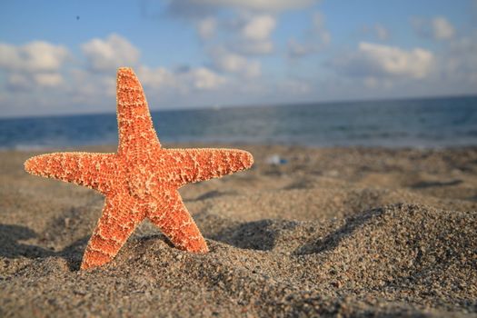 A starfish besides sea shore on a beach