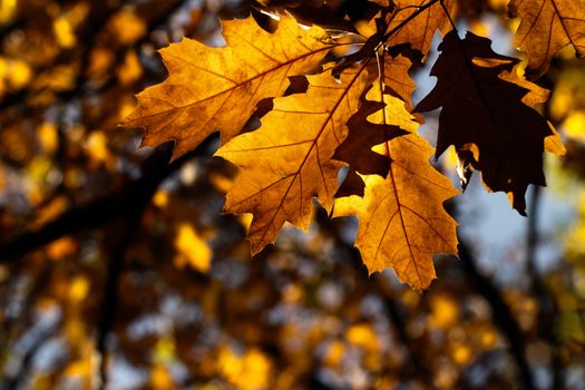 Autumn maple leaves background