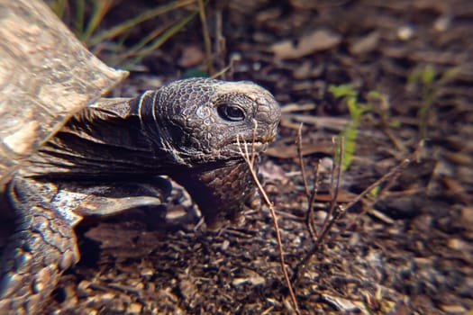 close up of a turtle;s head on the ground walking 