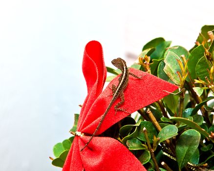 a lizarn sitting on a red bow 