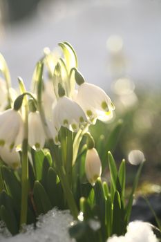 spring flowers in the field snow drops