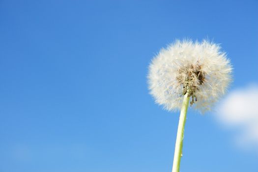blowball dandelion clock at springtime in the wind blowball dandelion clock at springtime in the wind